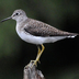 Note white speckled back, yellow legs, white belly, and white eyering.