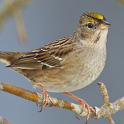 Adult winter plumage. Note: limited yellow coloration on forecrown. Adult winter plumage. Note: limited yellow coloration on forecrown.