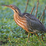 Note: heavily striped brown throat/chest and dark malar.